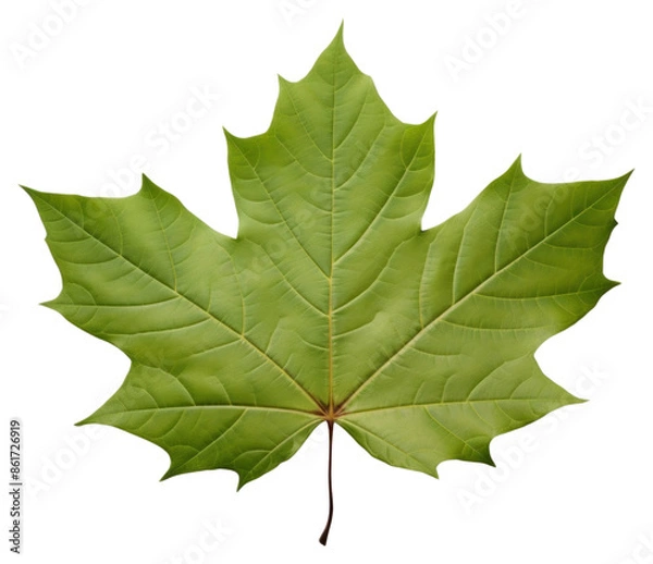 Obraz PNG Fragility nature leaves branch.