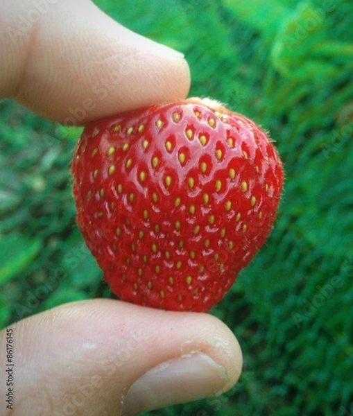 Obraz erdbeere