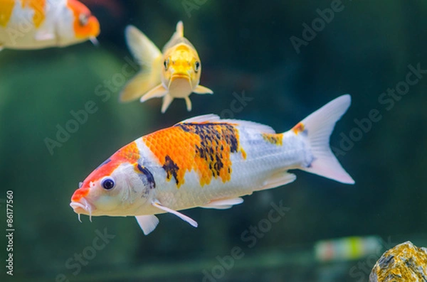 Obraz Butterfly koi carps fish