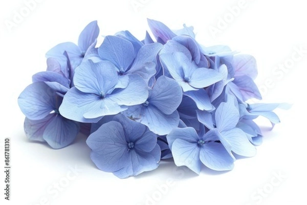 Fototapeta A hydrangea bloom with a dense cluster of blue petals isolated on a white background