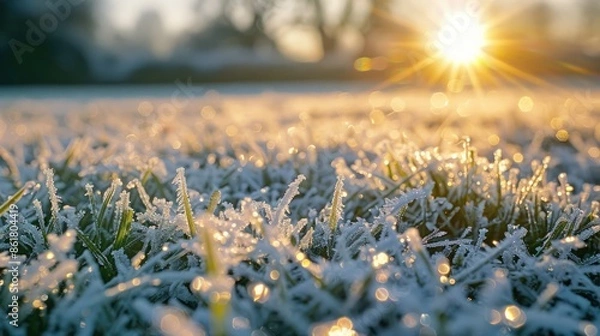 Fototapeta Close-up of frost-covered grass with the sun shining in the background.
