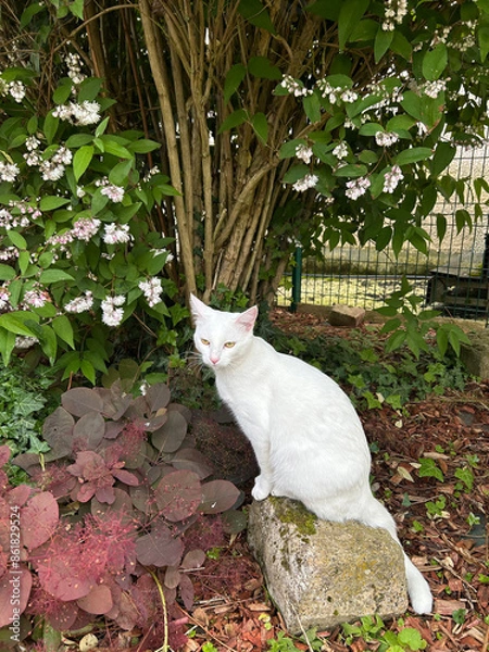 Obraz Chatte blanche