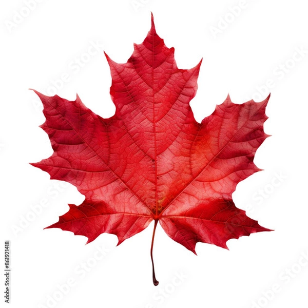 Fototapeta Vivid red maple leaf showcasing intricate veins and vibrant fall colors, perfect for seasonal and nature-themed design projects. Isolated on transparent or white background.