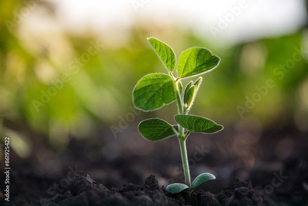 Obraz Soybean sprout close-up in an agricultural field. Plants in open ground are drawn to the sun. Selective focus. Soft focus.
