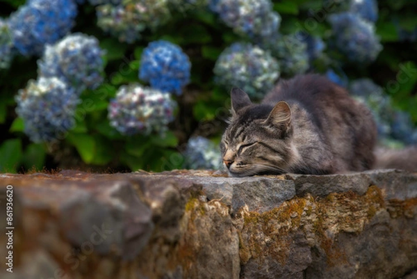 Fototapeta sleeping cat on the rocks