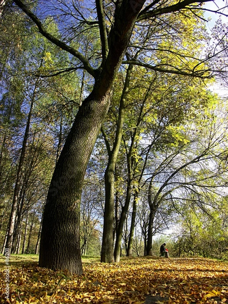 Fototapeta in the park in fall