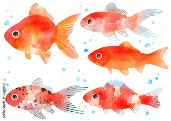 Fototapeta 泳ぐ金魚のイラスト　手描き　水彩風