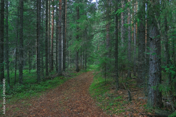 Obraz Summer dense forest landscape