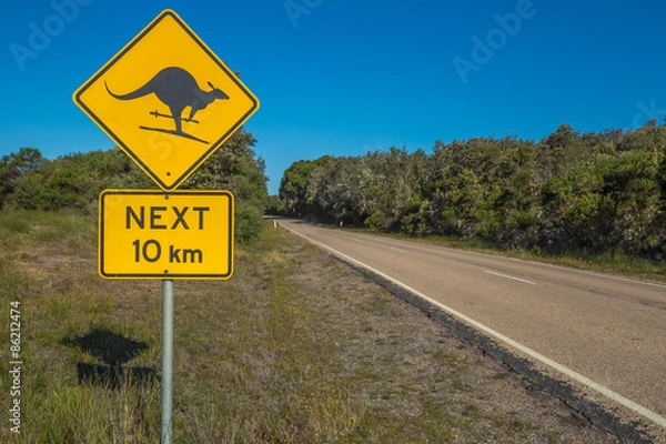 Fototapeta Kangaroo Skiing