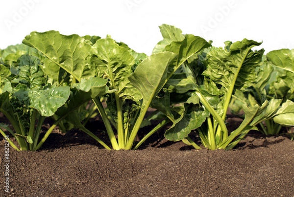 Obraz Sugar beet