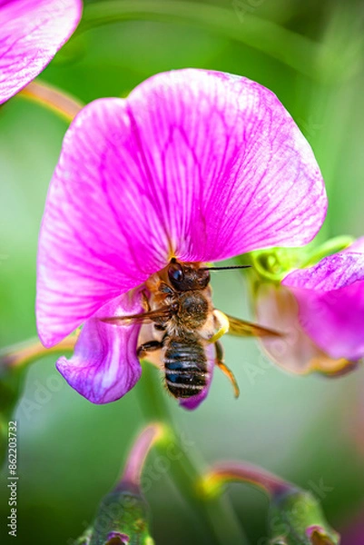 Fototapeta bee on flower