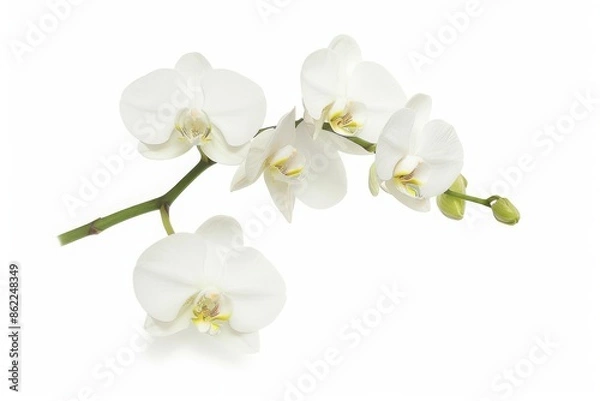Fototapeta Elegant white orchid flowers on a stem isolated against a white background, showcasing their delicate beauty and intricate details.
