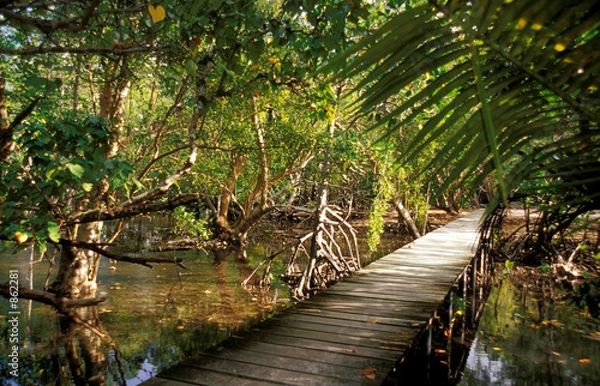 Obraz mangroves