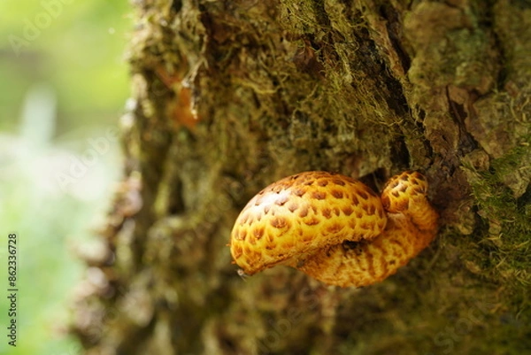 Obraz ヌメリスギタケモドキ