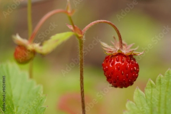 Obraz ナワシロイチゴ