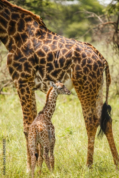 Obraz baby giraffe