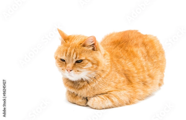 Obraz Beautiful red cat