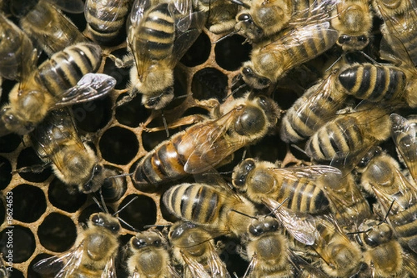 Fototapeta Bienenvolk