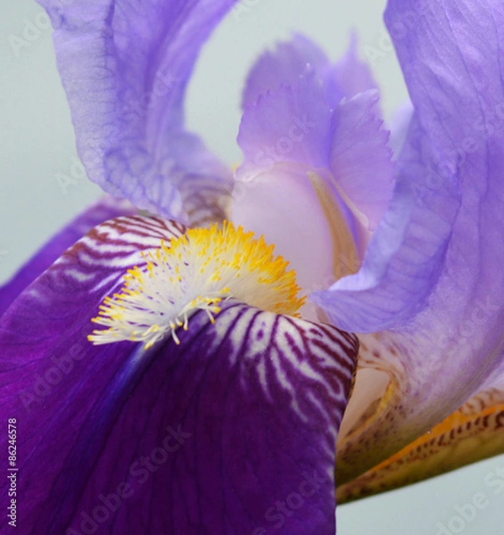 Fototapeta Iris flower
