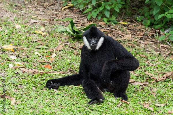 Obraz Male White-cheeked gibbon or Northern white-cheeked gibbon (Noma