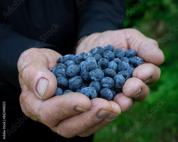 Obraz Blueberries (Vaccinium corymbosum) in the hands of a man