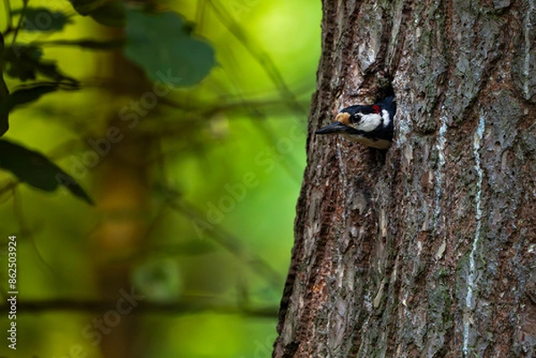 Obraz great woodpecker
