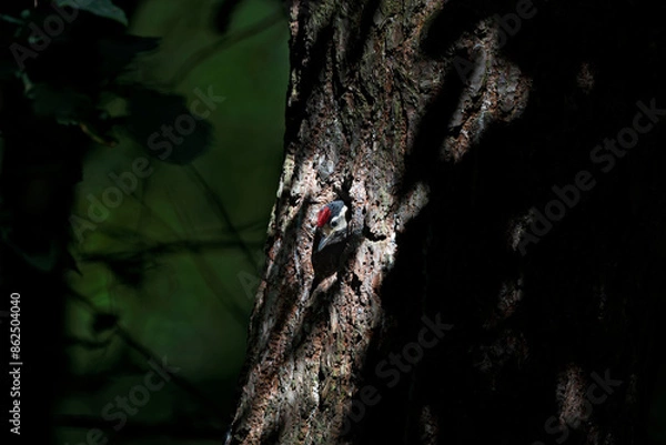 Obraz great woodpecker