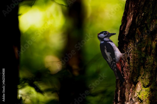 Obraz woodpecker