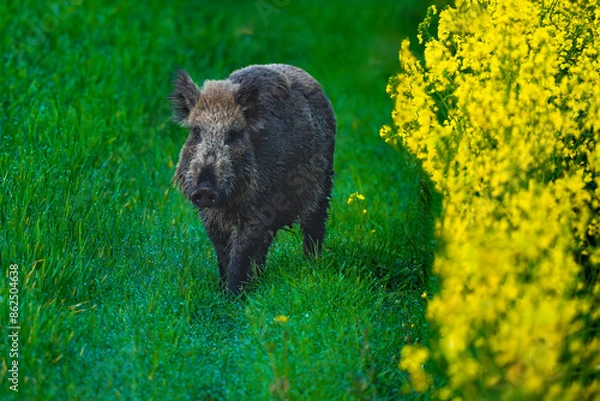 Obraz Wild boar