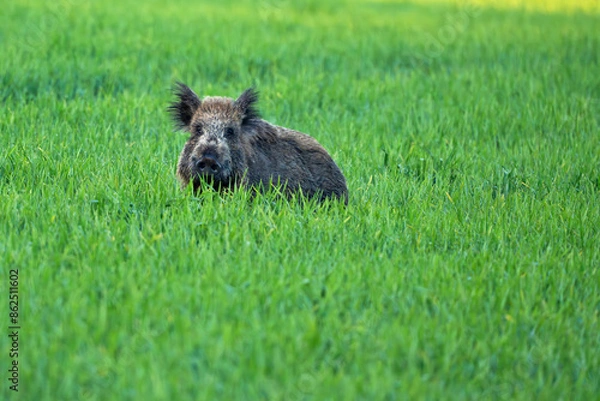 Obraz Wild boar