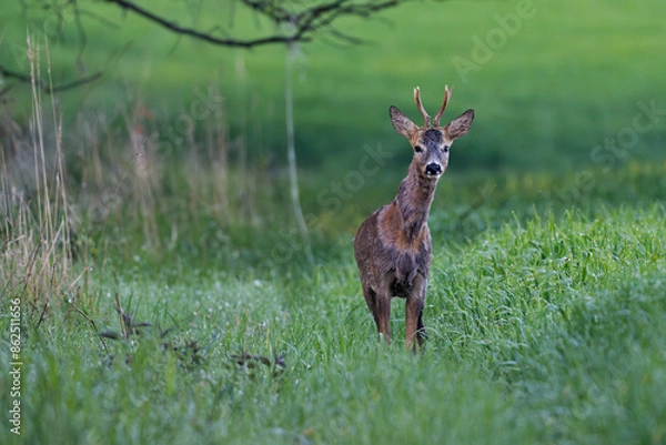 Obraz roe deer
