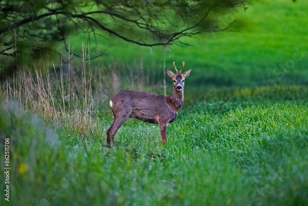 Obraz roe deer
