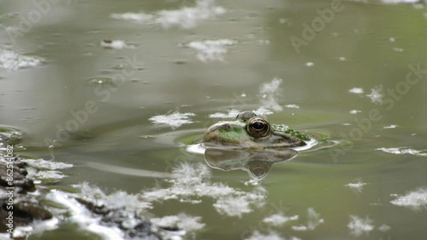 Fototapeta frog in water macro photo of a green frog in a swamp