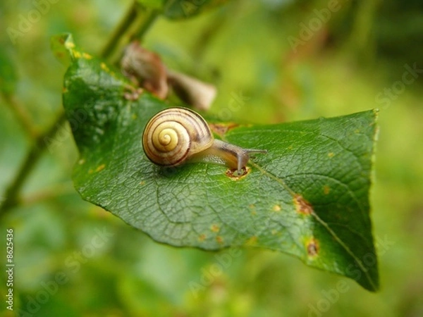 Fototapeta Schnecke