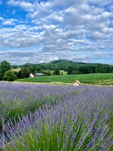 Obraz summer lavender fielf