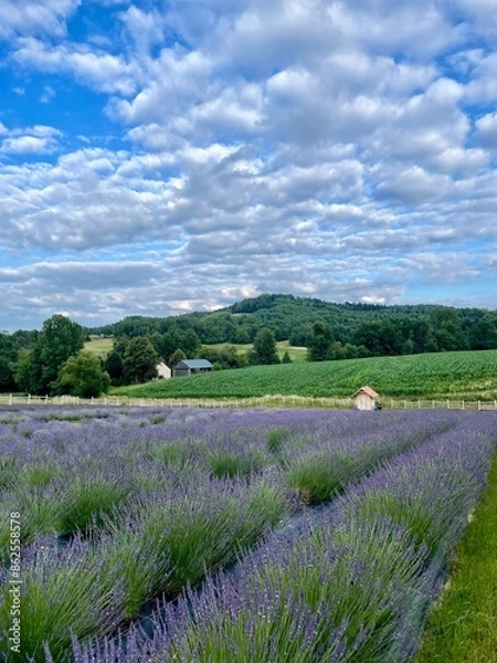 Obraz summer lavender fielf
