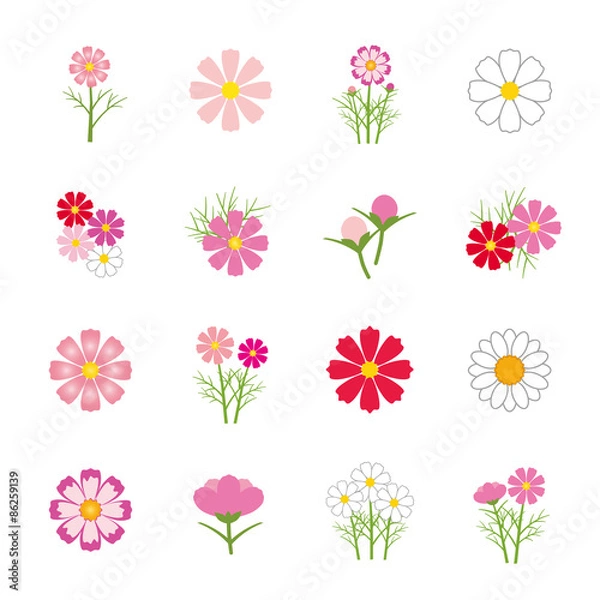 Fototapeta コスモス　アイコン