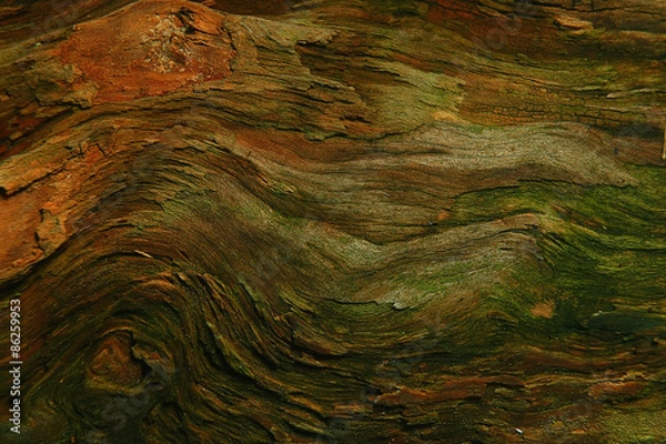 Fototapeta wood background texture old tree