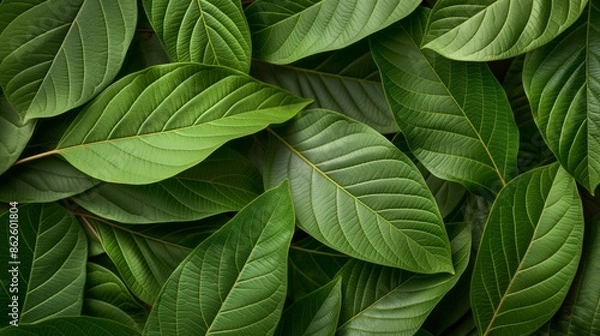 Obraz Vibrant green leaves filling the frame, nature background.