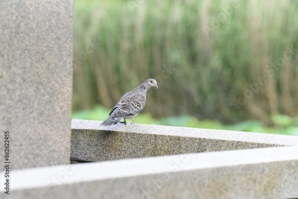 Fototapeta zebra dove in the park