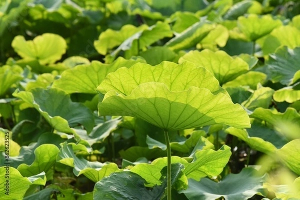 Obraz closeup on green lotus leaf