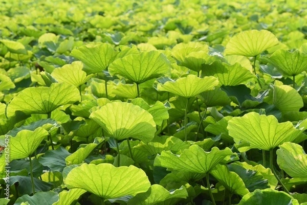 Obraz background green lotus