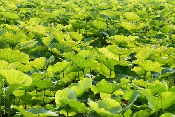 Obraz closeup lotus leaf