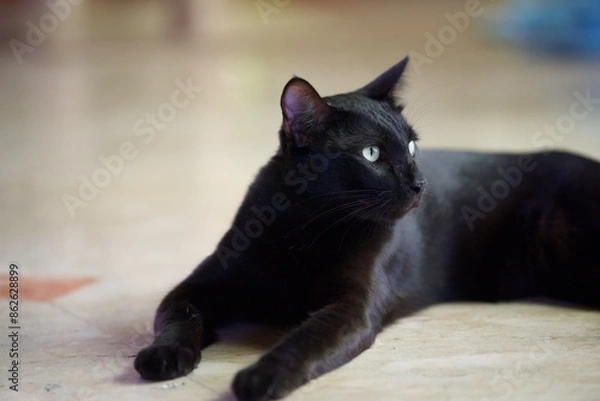 Obraz black cat lying on the sone floor