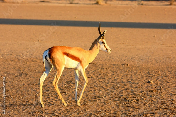 Fototapeta Kgalagadi Transfrontier Park one of the great parks of South Africa wildlife and hospitality in the Kalahari desert