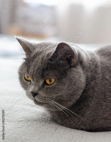 Fototapeta Gray cat of the British breed sits on a gray bed. Close-up, portrait.