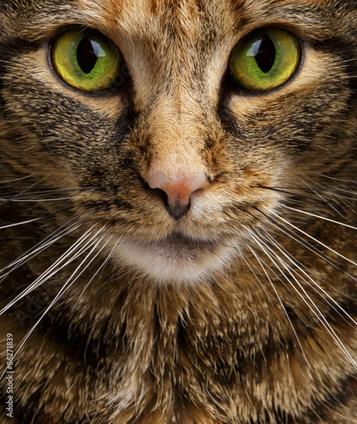 Obraz Cat Staring Intensely into the Camera