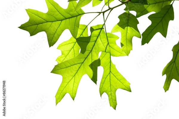 Obraz Spring Oak Leaves on Branch Isolated on White