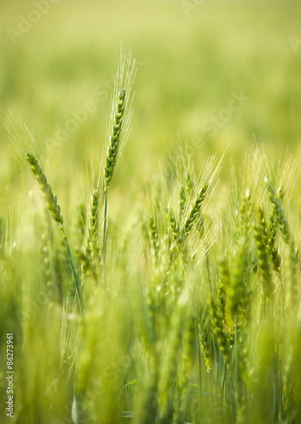 Obraz Green, Spring, Wheat Field with Soft Selective Focus