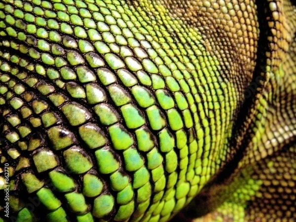 Obraz écailles d'iguane vert